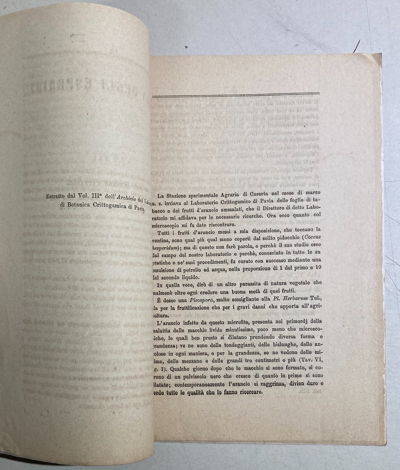 Agricoltura, Tabacco, Agrumi: Achille Cattaneo, La Nebbia Degli Esperidj, 1879