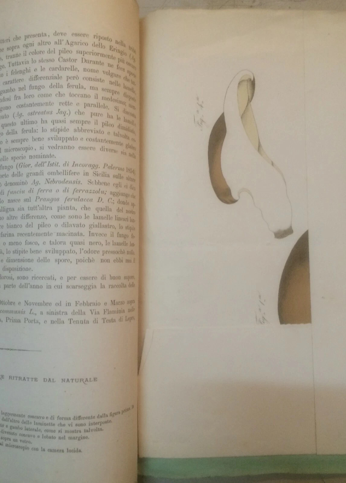 Storia Naturale: Funghi Ferula. Antica Edizione Lanzi, 1873, Con Tavola Illustrativa
