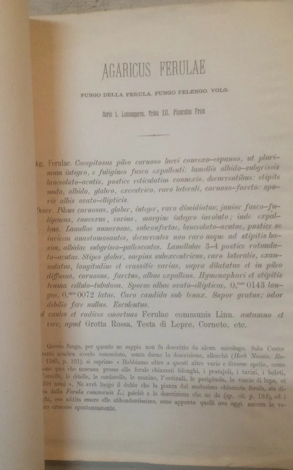 Storia Naturale: Funghi Ferula. Antica Edizione Lanzi, 1873, Con Tavola Illustrativa