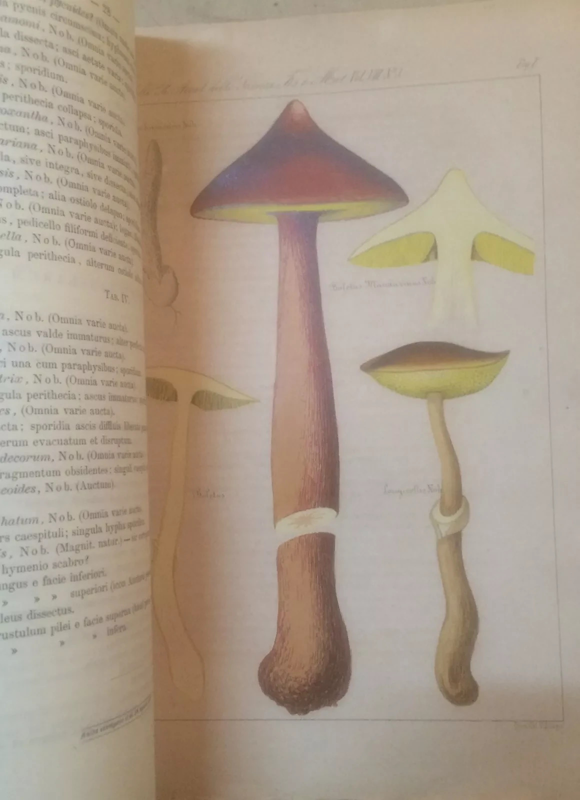 Storia Naturale: Miceti (funghi). Beccari   Cesati. Tavole Illustrative, Napoli, 1879