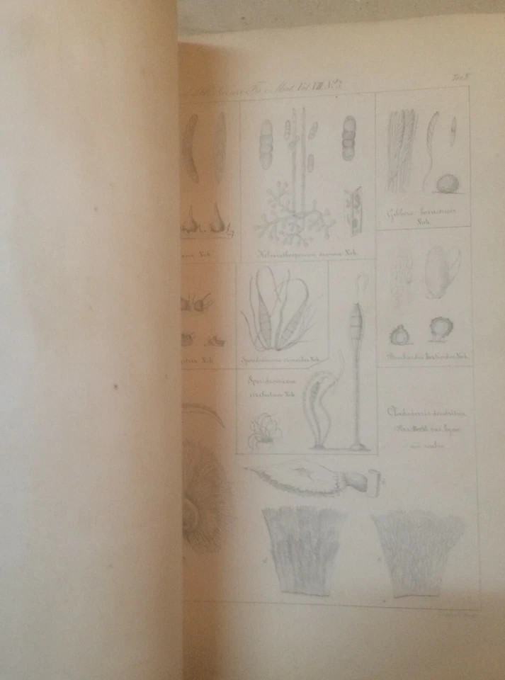 Storia Naturale: Miceti (funghi). Beccari   Cesati. Tavole Illustrative, Napoli, 1879