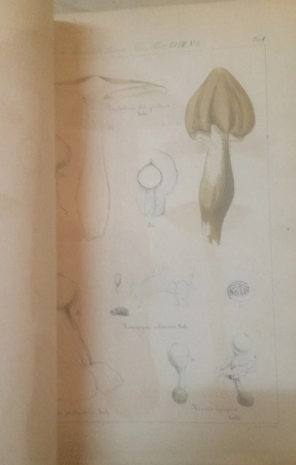 Storia Naturale: Miceti (funghi). Beccari   Cesati. Tavole Illustrative, Napoli, 1879