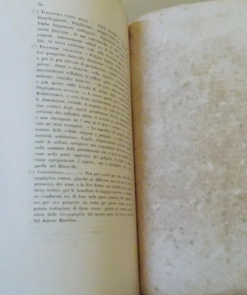 Storia Naturale, Botanica, Liguria: Flora Ligustica, Zoofiti, Alghe. De Notaris, 1846