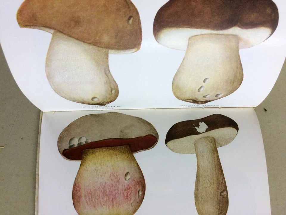 Storia Naturale: Funghi, Tartufi, Illustrato A Colori   Hoepli, Cavara, 1934