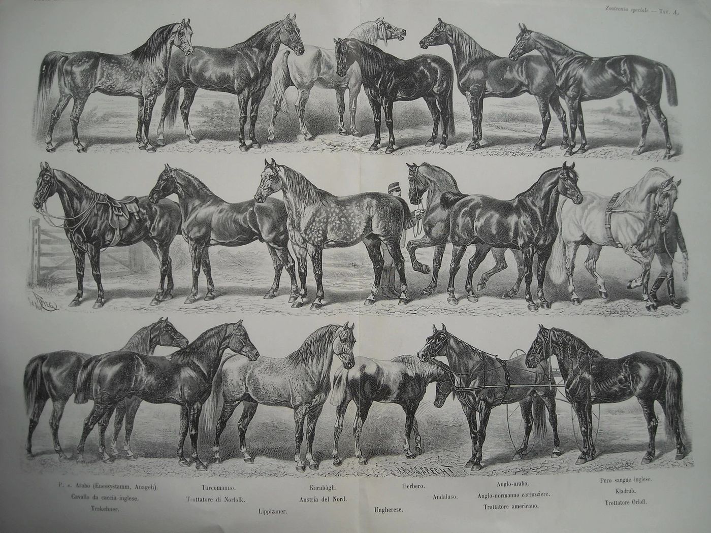 Razze Di Cavalli (arabo, Inglese, Trottatore): Antica Stampa Illustrata
