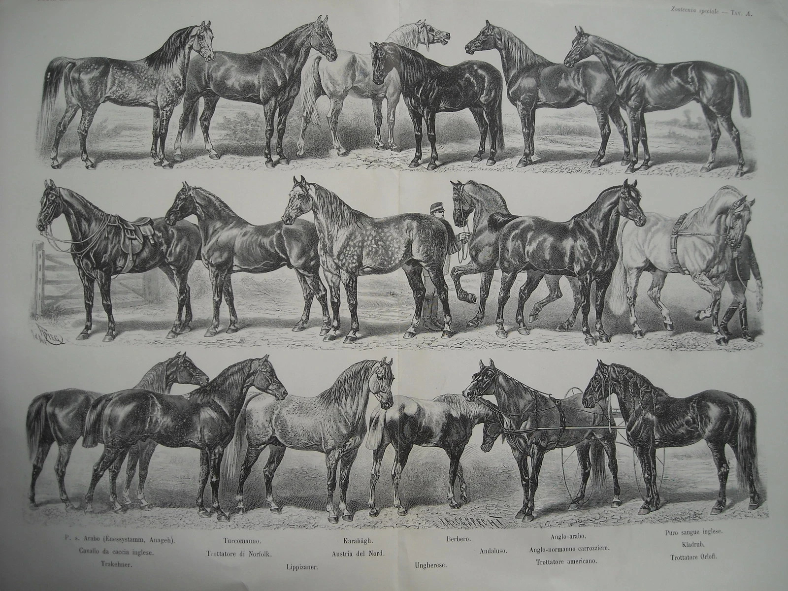 Razze Di Cavalli (arabo, Inglese, Trottatore): Antica Stampa Illustrata