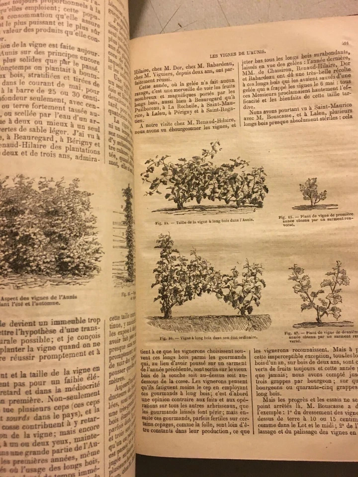 Agraria: Agricoltura Pratica, Fattorie, Allevamenti E Coltivazioni. Rivista d'Epoca, 1863