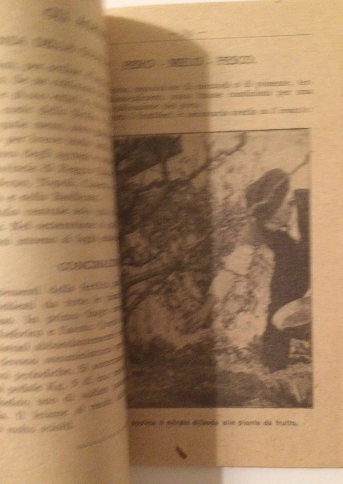 Il Nitrato Di Soda Del Chile In Italia (1920)