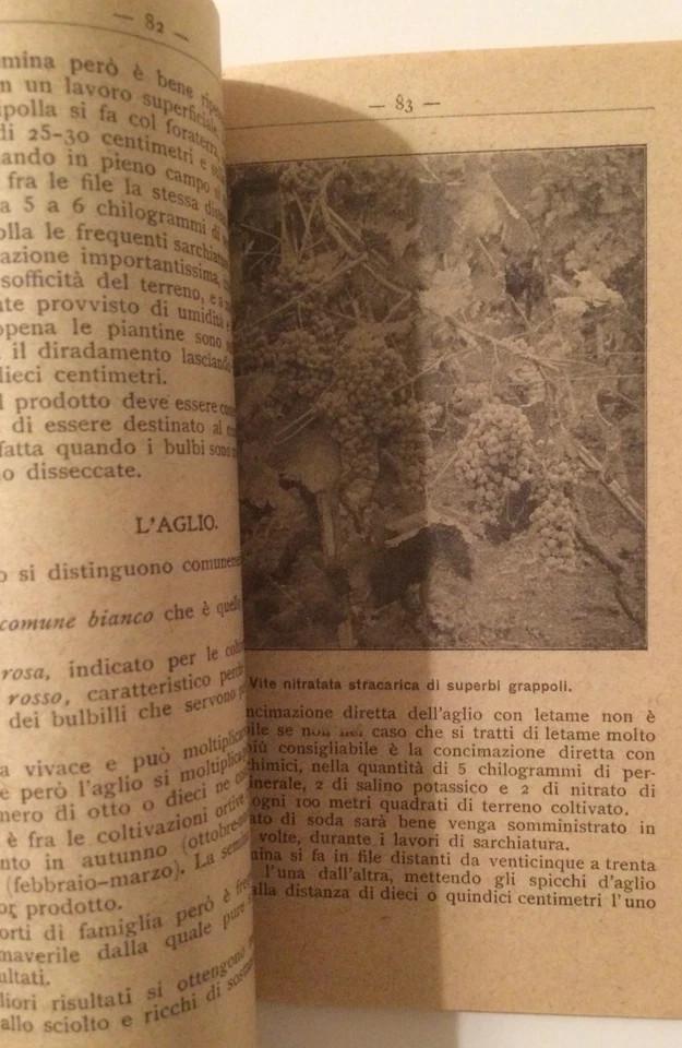 Il Nitrato Di Soda Del Chile In Italia (1920)
