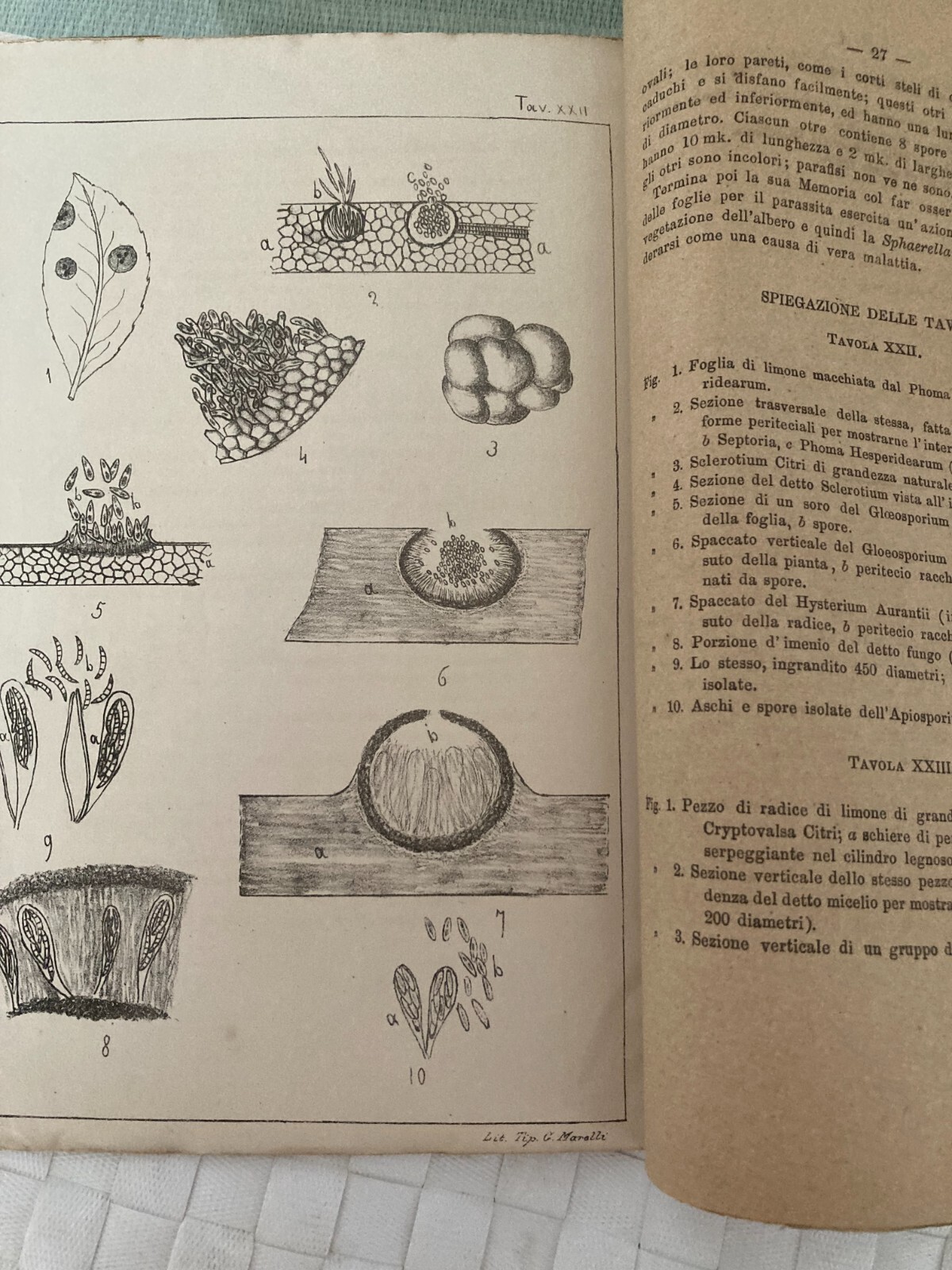 Agraria, Botanica, Agrumi E Miceti. Achille Cattaneo, 1879, Pavia. Litografia Marelli.