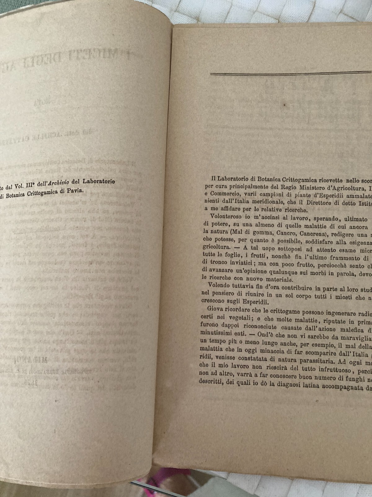Agraria, Botanica, Agrumi E Miceti. Achille Cattaneo, 1879, Pavia. Litografia Marelli.