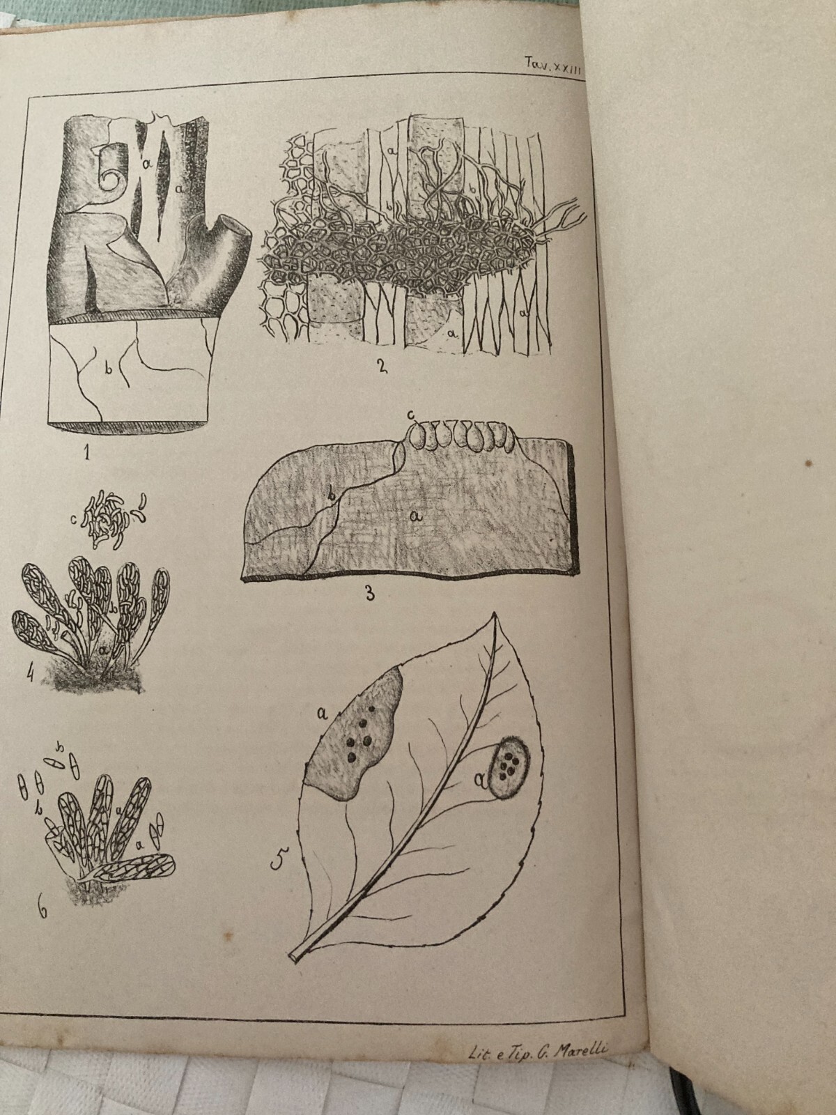 Agraria, Botanica, Agrumi E Miceti. Achille Cattaneo, 1879, Pavia. Litografia Marelli.