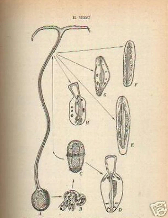 Problemi Di Biologia Della Riproduzione   Giuseppe Montalenti (1945)