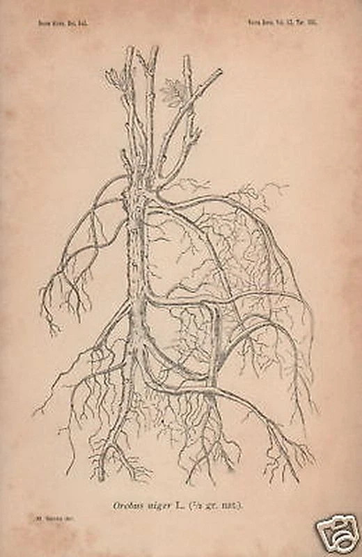 Nuovo Giornale Botanico Italiano: Memorie Della Società Botanica Italiana, 1913