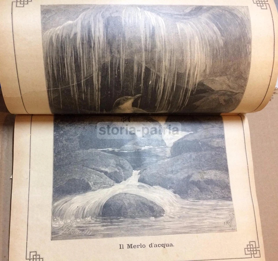 Giornale Illustrato Di Storia Naturale: Botanica, Zoologia, Geologia