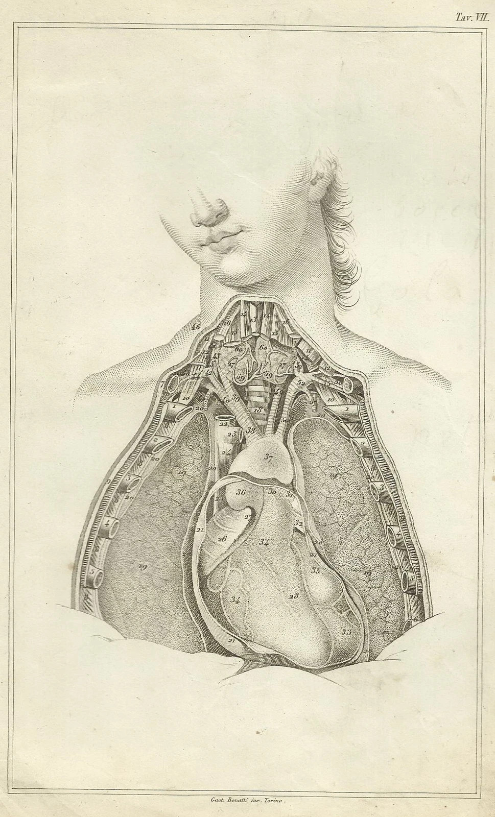Medicina: Antica Stampa Degli Organi Interni Del Torace (cuore, Polmoni, Trachea), XIX Secolo