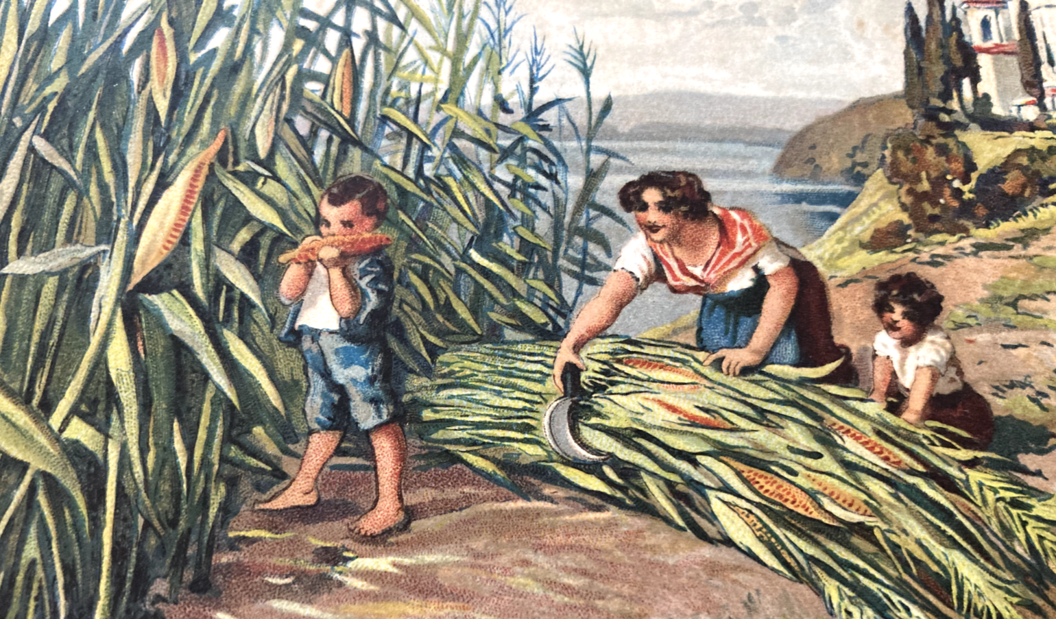 Verona   Ufficio Agricoltura   Ammoniaca   Cartolina Pubblicitaria   Granoturco