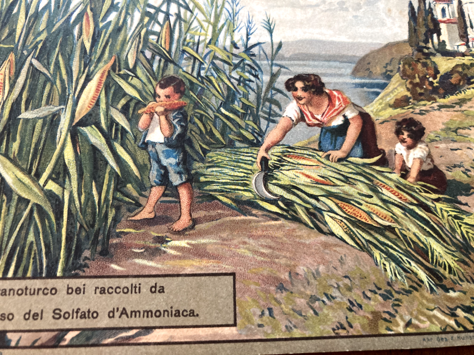 Verona   Ufficio Agricoltura   Ammoniaca   Cartolina Pubblicitaria   Granoturco