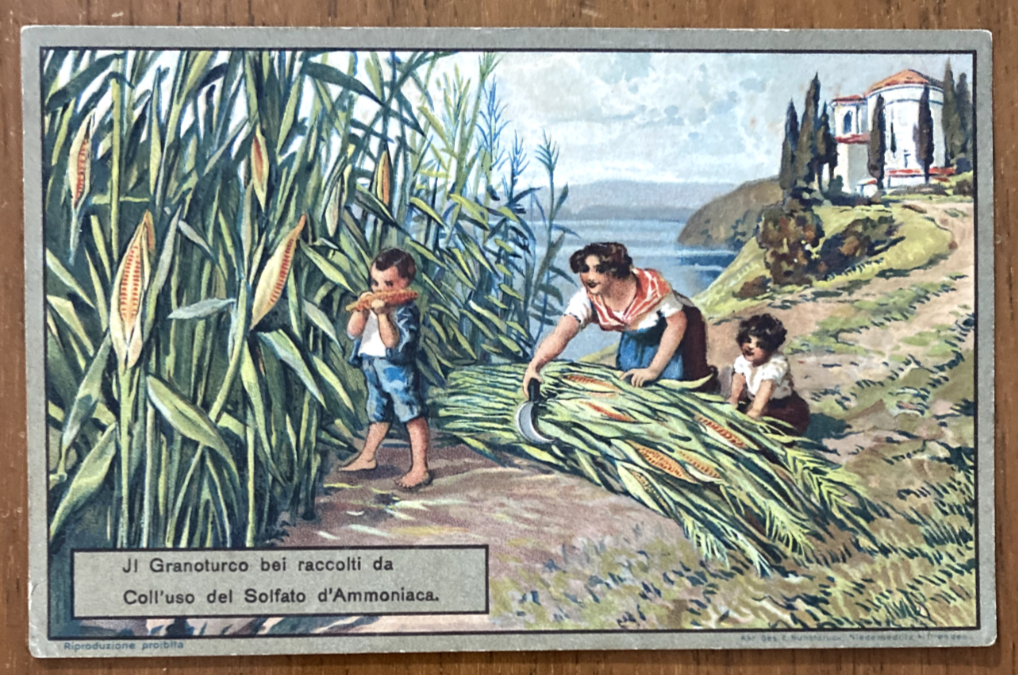 Verona   Ufficio Agricoltura   Ammoniaca   Cartolina Pubblicitaria   Granoturco