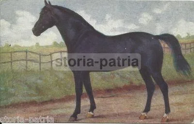 Arte, Zoologia, Cavalli: Cavallo Razza Lanza. Cartolina Illustrata