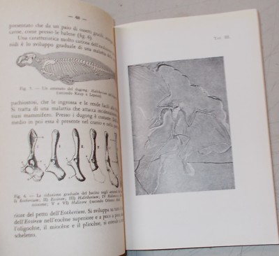 Evoluzionismo, Storia Naturale, Geologia, Teoria Fissista, Darwin, Lamarck, Tower, 1949