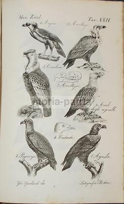 Storia Naturale: Zoologia, Uccelli Rapaci (pigargo, Aquila, Condor, Avvoltoio). Illustrazione Di Gio. Gualandi