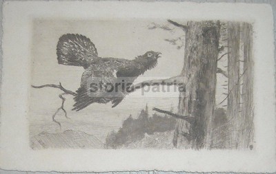 Storia Naturale, Zoologia, Uccelli, Volatili, Caccia: Antica Cartolina Con Rara Incisione