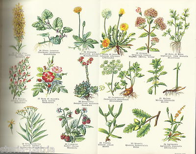 Erbe E Salute. Piante Medicinali Ed Erboristeria