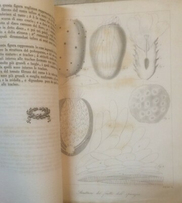 Storia Naturale: Opunzia, Fichi d'India   Gasparrini   Napoli Con Tavola Illustrativa