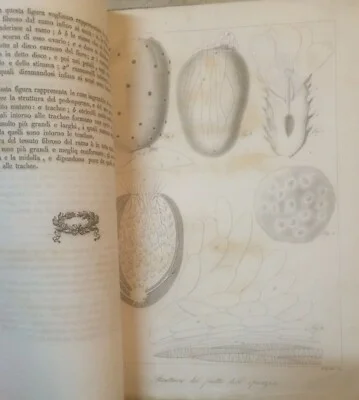 Natural History: Opuntia, Prickly Pears, Gasparrini, Naples with Illustrative Plate