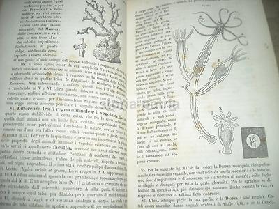 Agraria, Storia Naturale, Chimica, Fisica, Geologia, Mineralogia, Astronomia   Carlo Berti Pichat (1851)