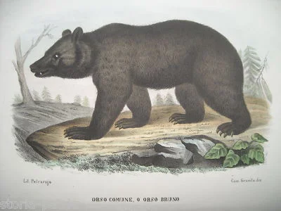 Brown Bear. Antique Neapolitan Lithograph by Camillo Granito