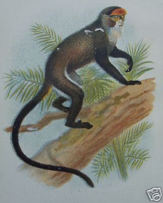Storia Naturale: Zoologia, Scimmie. Stampa Cromolitografica Del XIX Secolo