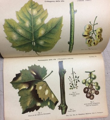 Nozioni Di Viticoltura Moderna (G. Dalmasso, 1939)