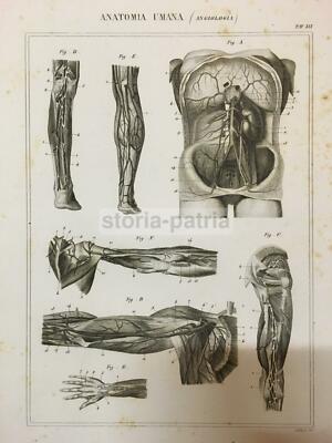 Medicina: Angiologia, Circolazione Del Sangue, Cuore, Vasi Sanguigni, Midollo Spinale