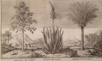 Botanica: Piante Di Caffè, Aloe E Dattero. Antica Stampa Dell'Incisore Filosi
