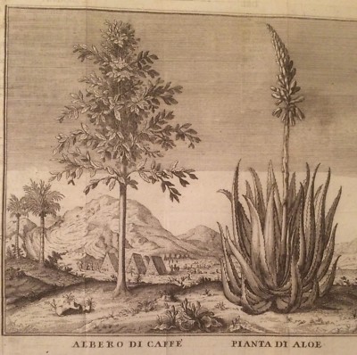 Botanica: Piante Di Caffè, Aloe E Dattero. Antica Stampa Dell'Incisore Filosi