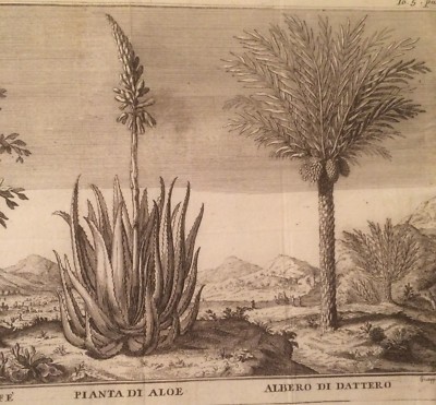 Botanica: Piante Di Caffè, Aloe E Dattero. Antica Stampa Dell'Incisore Filosi