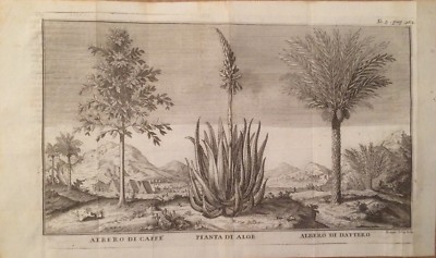 Botanica: Piante Di Caffè, Aloe E Dattero. Antica Stampa Dell'Incisore Filosi