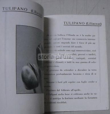 Brevi Cenni Sulla Coltivazione Delle Piante Bulbose. Milano, Fratelli Ingegnoli
