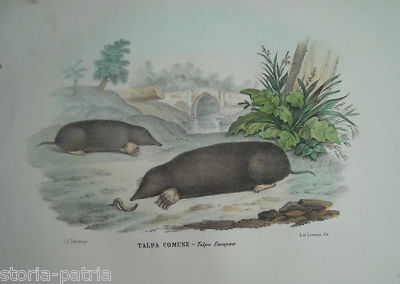 Antica Litografia Napoletana: Zoologia, Talpa, Di Lorenzo