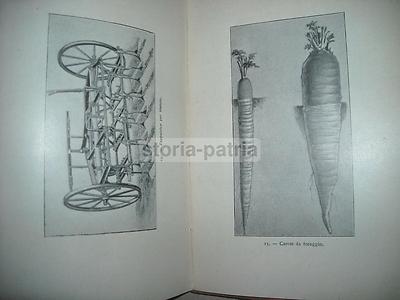 Agricoltura: Foraggi, Tuberi, Soia, Bietola, Carote, Cavolo, Fave, Mais, Senape E Avena 1926
