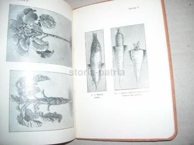 Agricoltura: Foraggi, Tuberi, Soia, Bietola, Carote, Cavolo, Fave, Mais, Senape E Avena 1926