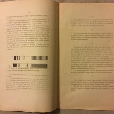 Storia Naturale, Botanica, Fiori, Ortensie, Portici, Freda, Antica Edizione, 1877