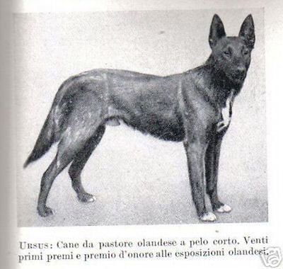 Cinofilia: Cani, Allevamento Del Cane Da Guardia E Da Difesa. Illustrato d'Epoca