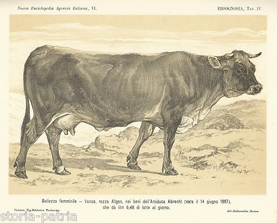 Vacca Razza Algan, Arciduca Albrecht: Litografia Salussolia