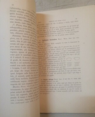 Storia Naturale: Entomologia. Le Formiche Del Museo Civico Di Genova (Emery, 1877)