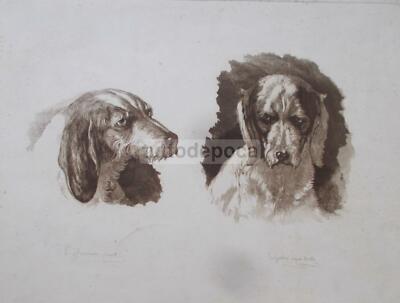 Arte Cinofilia Cani: Incisione Acquatinta Di Gaston E Malanton