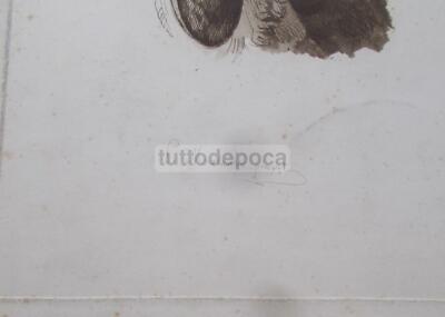Arte Cinofilia Cani: Incisione Acquatinta Di Gaston E Malanton