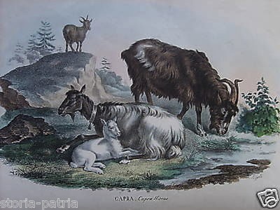 Pastorizia E Agricoltura: Capra E Capretto, Litografia Del XIX Secolo